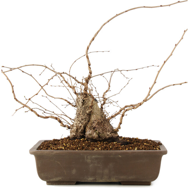 Carpinus coreana, 30 cm, ± 40 Jahre alt