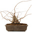 Carpinus coreana, 30 cm, ± 40 Jahre alt