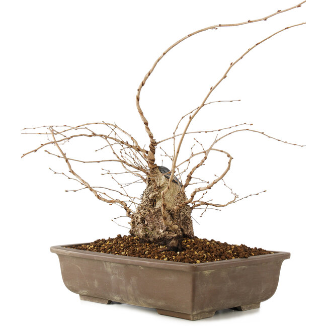 Carpinus coreana, 30 cm, ± 40 ans