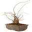 Carpinus coreana, 30 cm, ± 40 Jahre alt