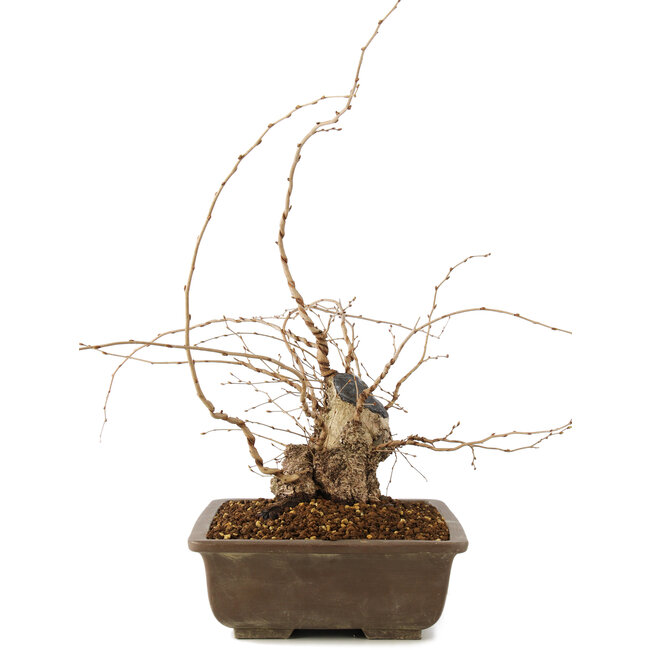 Carpinus coreana, 30 cm, ± 40 ans
