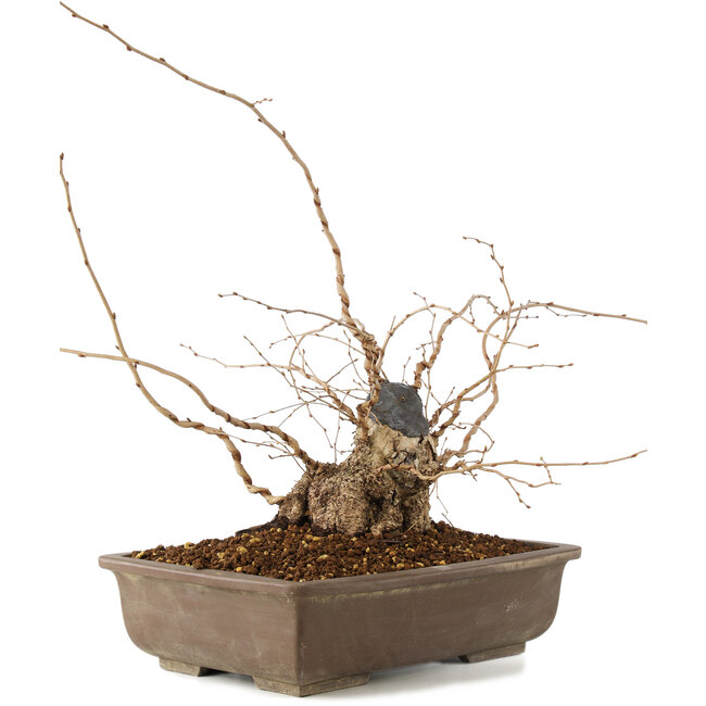 Carpinus coreana, 30 cm, ± 40 anni