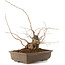 Carpinus coreana, 30 cm, ± 40 ans