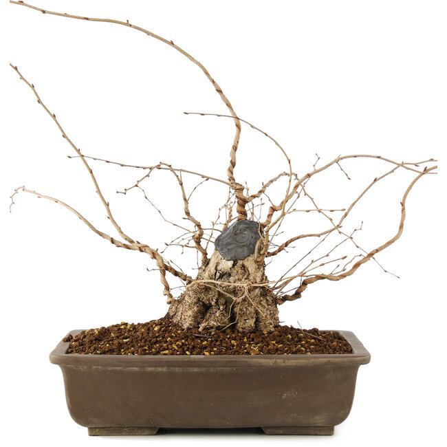 Carpinus coreana, 30 cm, ± 40 años