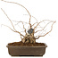 Carpinus coreana, 30 cm, ± 40 ans
