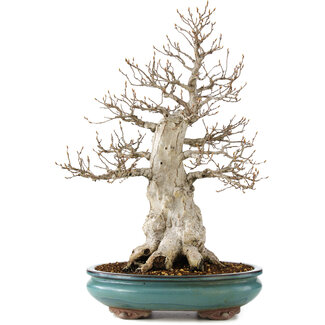 Carpinus coreana, 50 cm, ± 50 ans