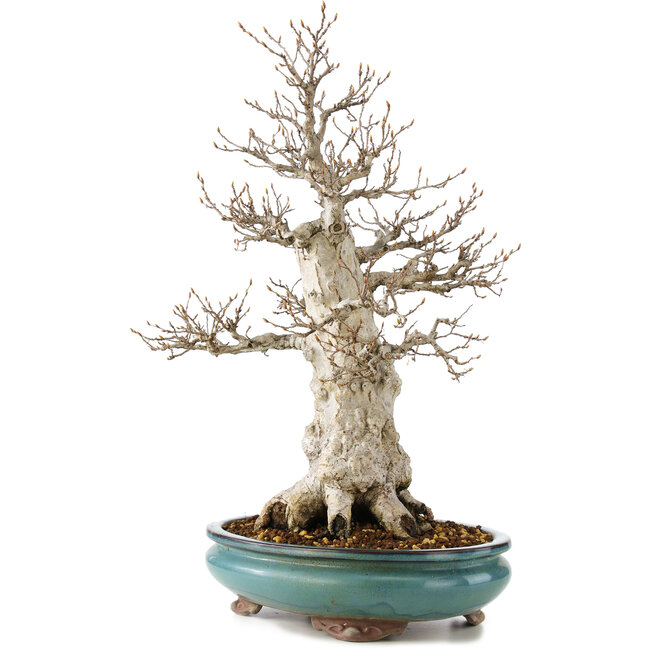 Carpinus coreana, 50 cm, ± 50 Jahre alt