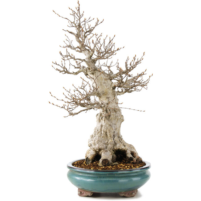 Carpinus coreana, 50 cm, ± 50 years old