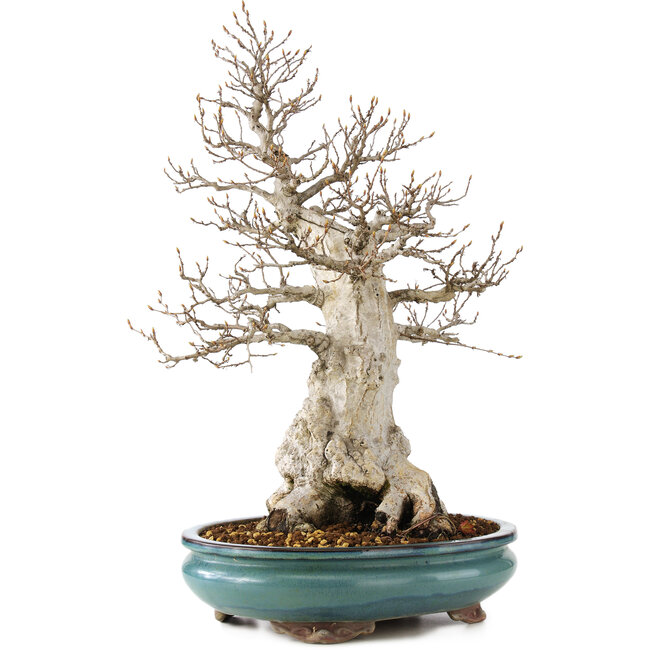 Carpinus coreana, 50 cm, ± 50 ans