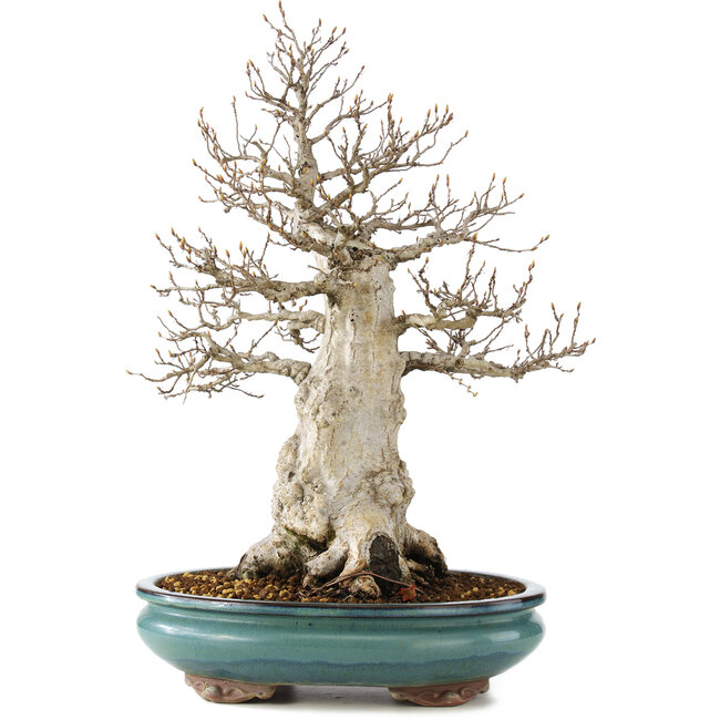 Carpinus coreana, 50 cm, ± 50 anni