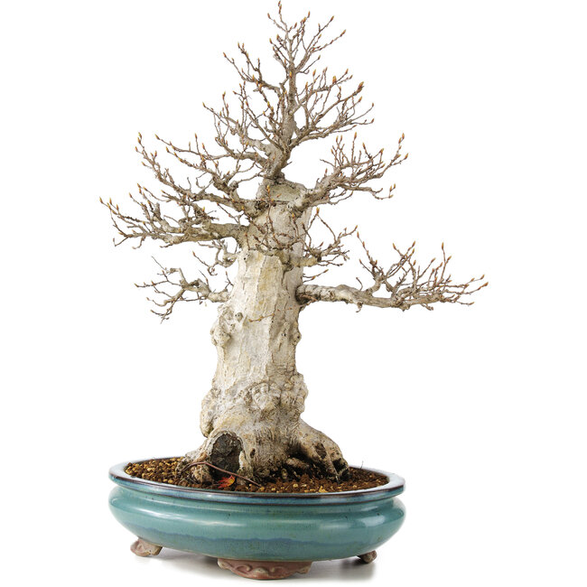 Carpinus coreana, 50 cm, ± 50 years old