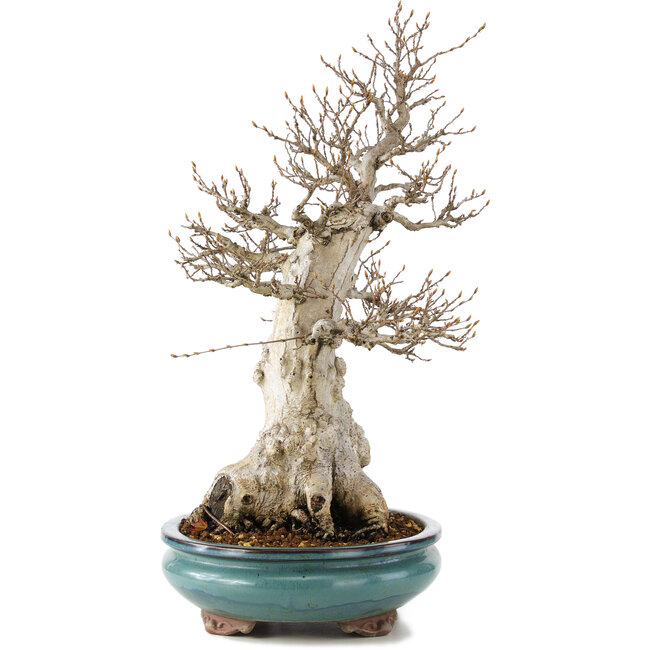 Carpinus coreana, 50 cm, ± 50 años