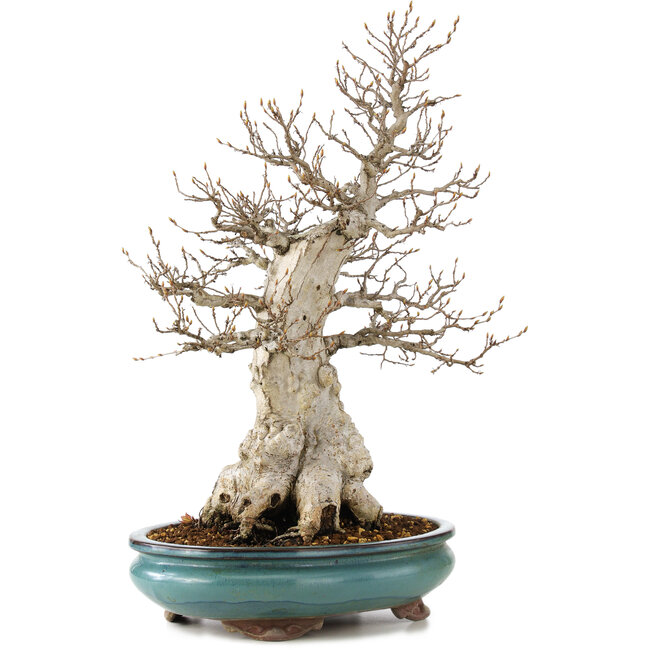 Carpinus coreana, 50 cm, ± 50 jaar oud