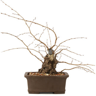 Carpinus coreana, 26 cm, ± 35 jaar oud