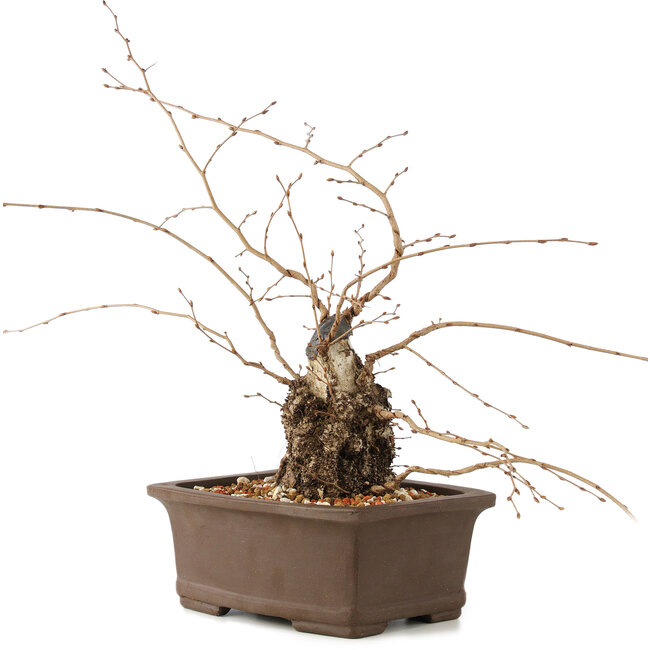 Carpinus coreana, 26 cm, ± 35 ans
