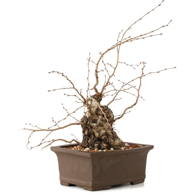 Carpinus coreana, 26 cm, ± 35 anni