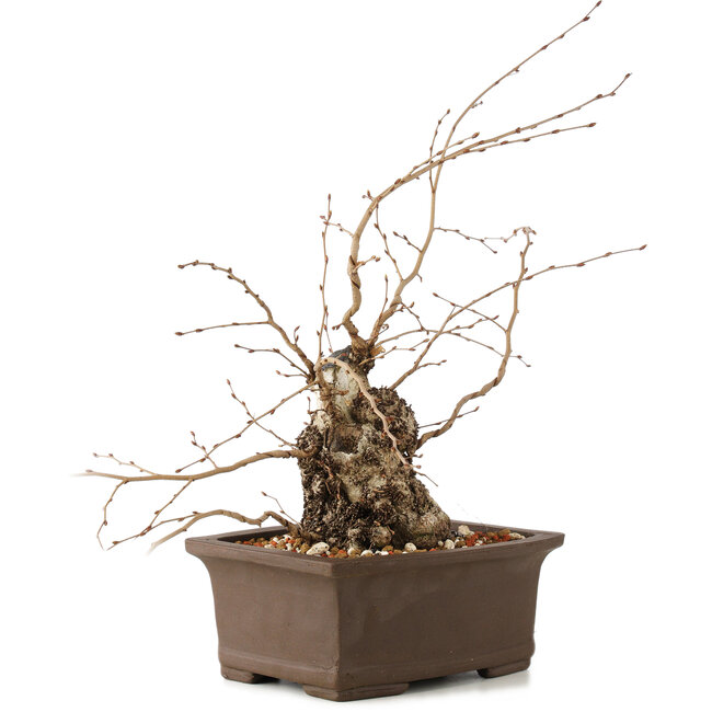 Carpinus coreana, 26 cm, ± 35 años