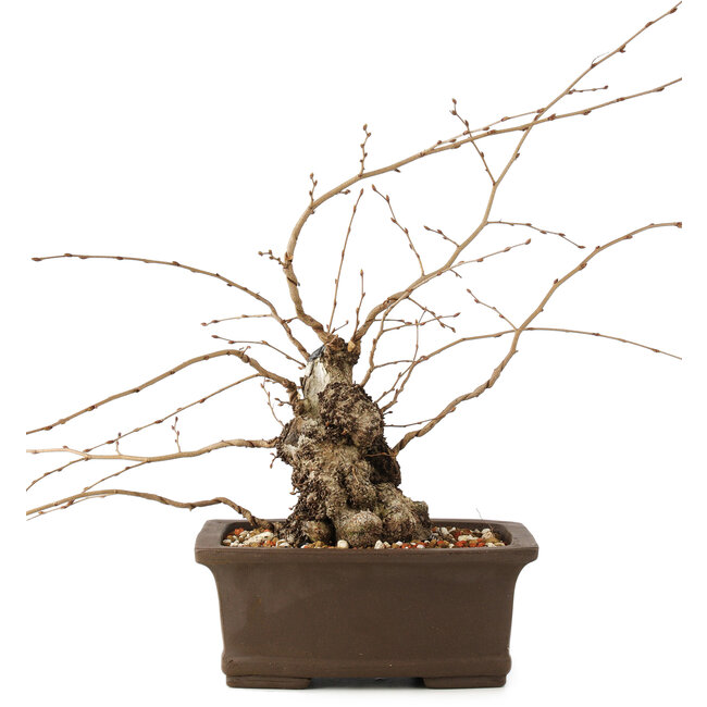 Carpinus coreana, 26 cm, ± 35 jaar oud