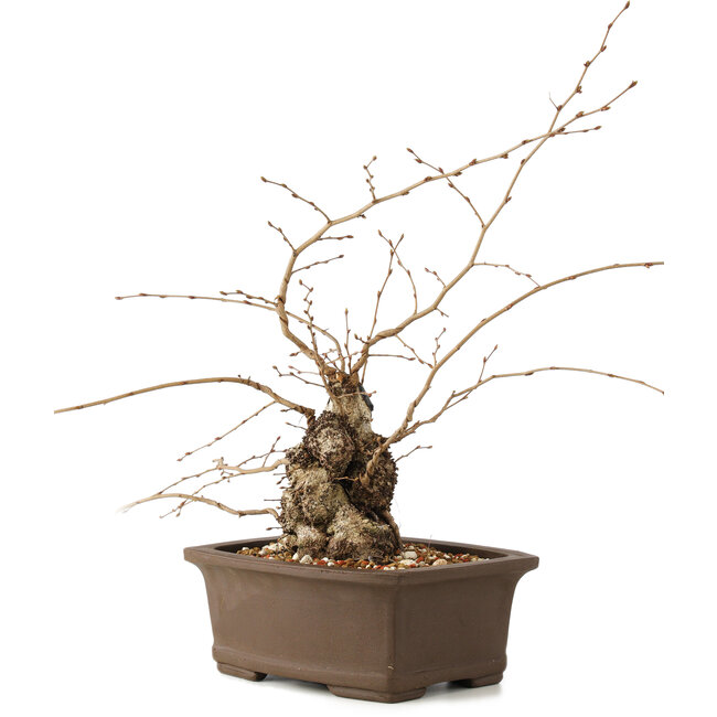 Carpinus coreana, 26 cm, ± 35 ans