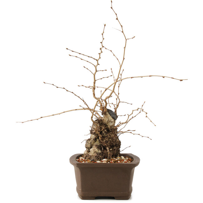 Carpinus coreana, 26 cm, ± 35 años