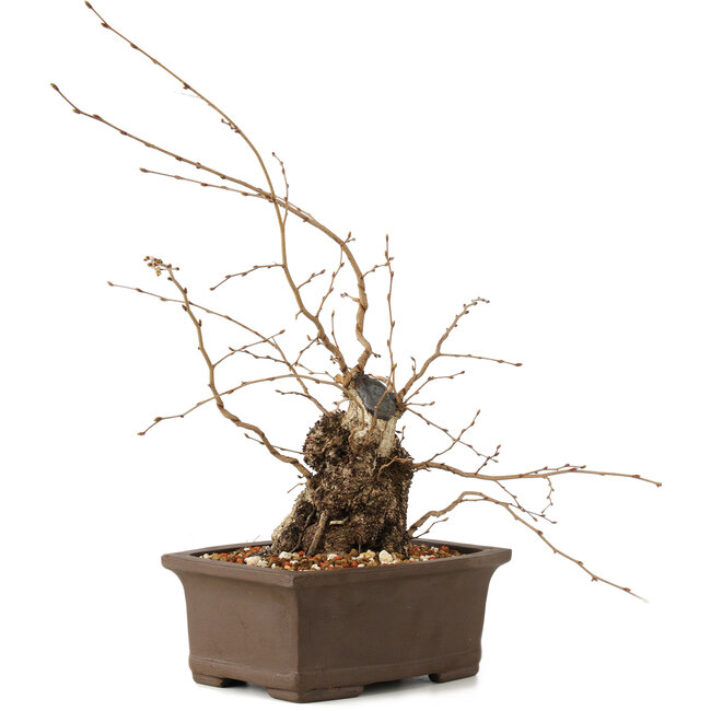 Carpinus coreana, 26 cm, ± 35 years old