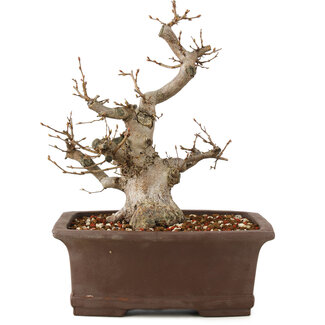 Carpinus coreana, 25 cm, ± 20 ans