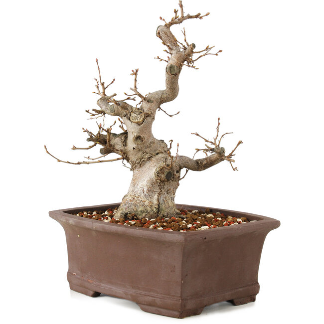 Carpinus coreana, 25 cm, ± 20 años