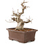 Carpinus coreana, 25 cm, ± 20 Jahre alt