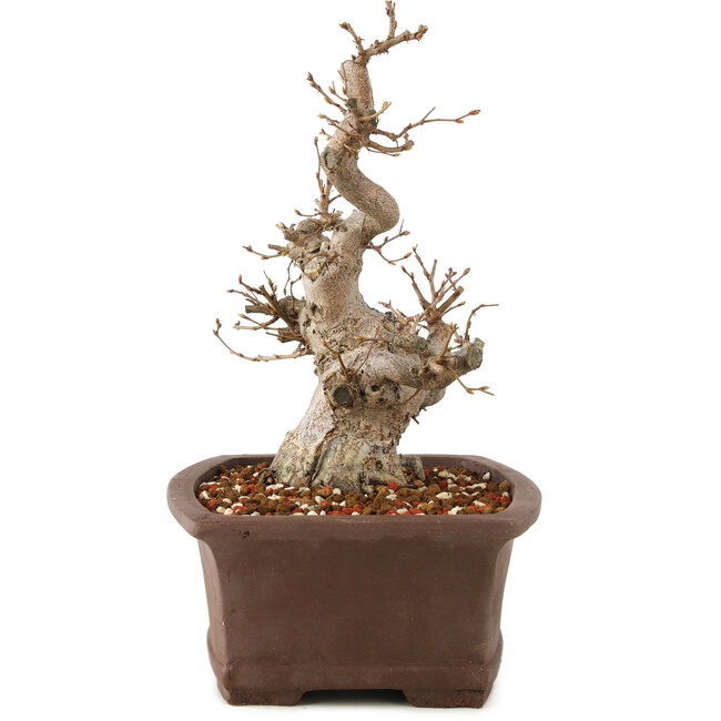 Carpinus coreana, 25 cm, ± 20 jaar oud
