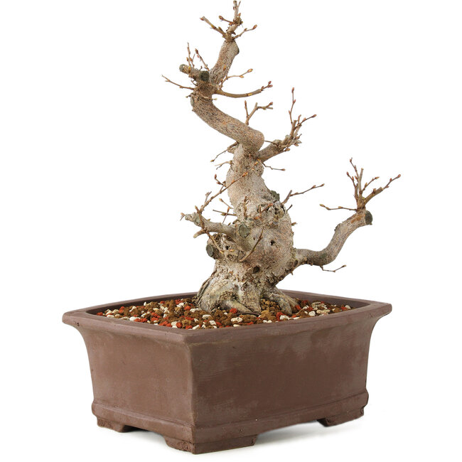 Carpinus coreana, 25 cm, ± 20 ans