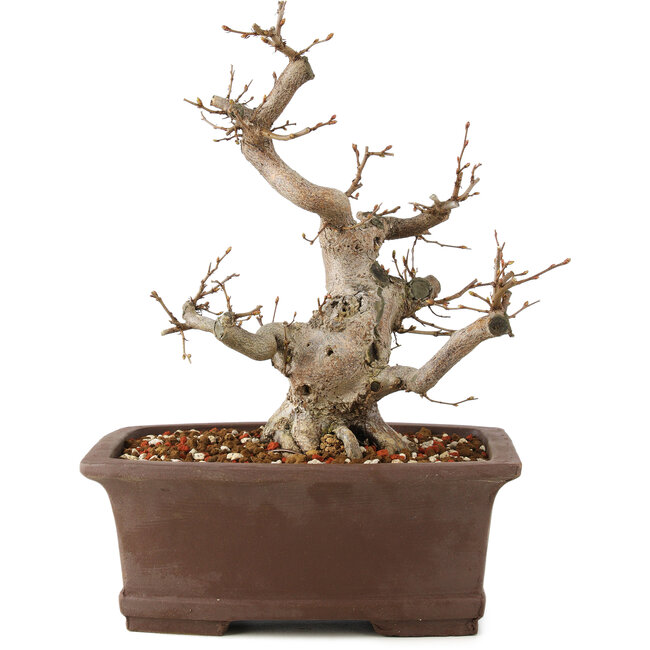 Carpinus coreana, 25 cm, ± 20 years old