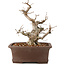 Carpinus coreana, 25 cm, ± 20 Jahre alt