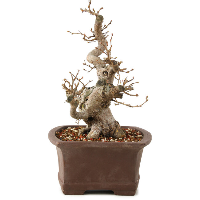 Carpinus coreana, 25 cm, ± 20 anni