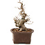 Carpinus coreana, 25 cm, ± 20 Jahre alt