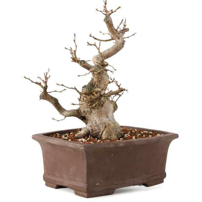 Carpinus coreana, 25 cm, ± 20 years old