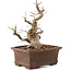 Carpinus coreana, 25 cm, ± 20 years old