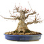 Acer buergerianum, 24 cm, ± 30 years old