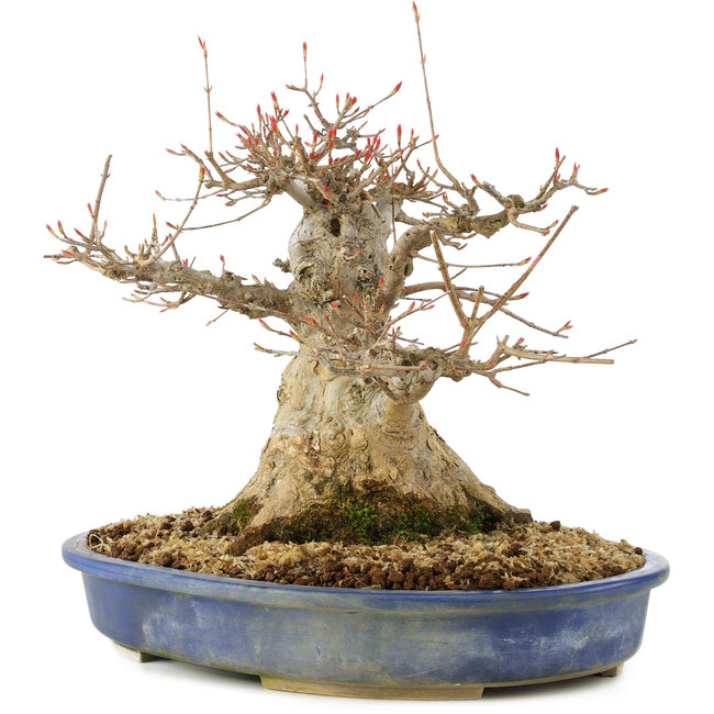 Acer buergerianum, 24 cm, ± 30 años