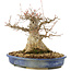 Acer buergerianum, 24 cm, ± 30 years old