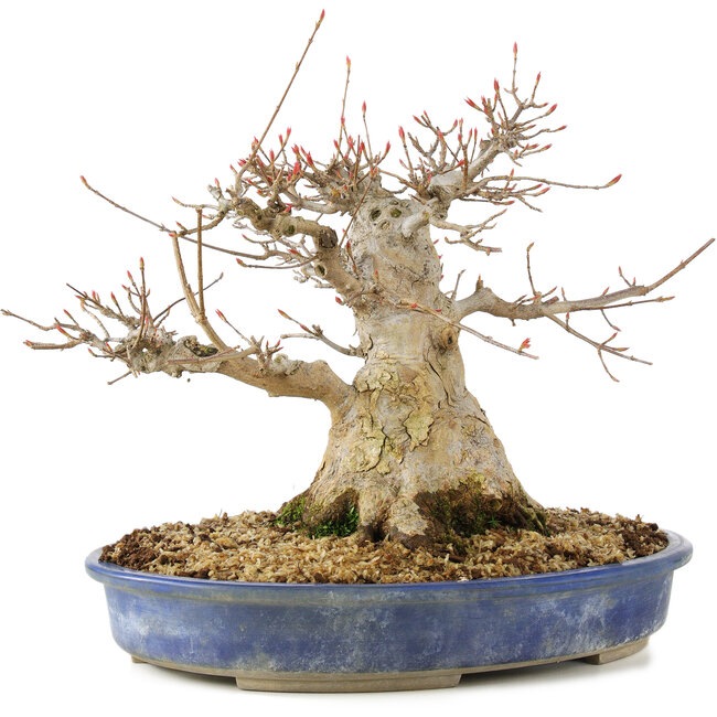 Acer buergerianum, 24 cm, ± 30 jaar oud