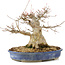 Acer buergerianum, 24 cm, ± 30 ans