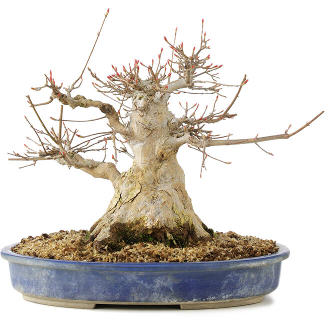 Acer buergerianum, 24 cm, ± 30 jaar oud