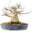 Acer buergerianum, 24 cm, ± 30 ans
