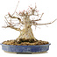 Acer buergerianum, 24 cm, ± 30 years old
