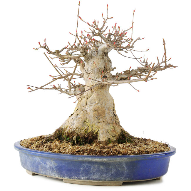 Acer buergerianum, 24 cm, ± 30 anni