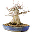 Acer buergerianum, 24 cm, ± 30 ans
