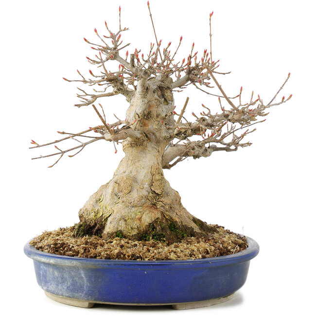 Acer buergerianum, 24 cm, ± 30 anni