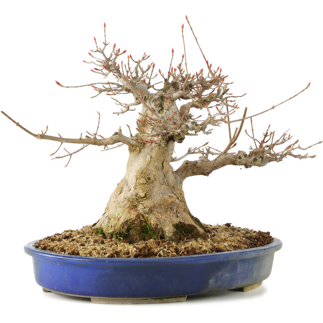 Acer buergerianum, 24 cm, ± 30 años