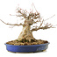 Acer buergerianum, 24 cm, ± 30 years old