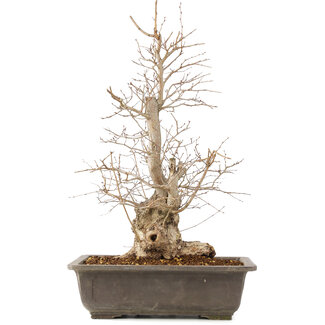 Carpinus coreana, 51 cm, ± 20 anni